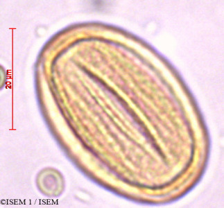 Solenostemon scutellarioides - lame n° 29390